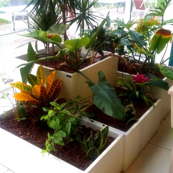 Plante verte Étampes