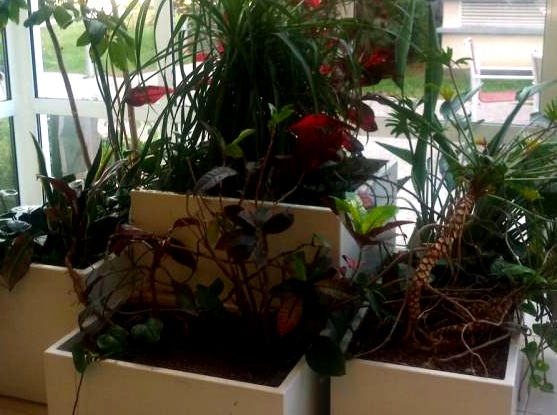 Plante verte Dourdan